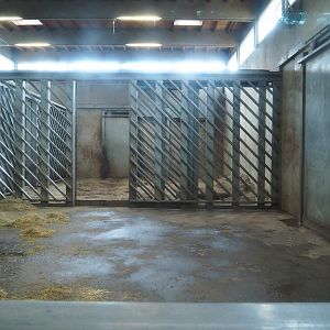 African bush elephant indoor housing, 2023-08-17