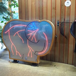 African bush elephant thermoregulation display, 2023-08-17