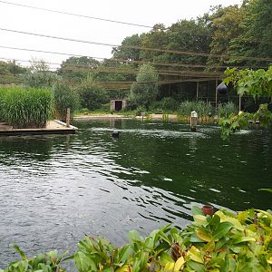 Wadden aviary with Harbor seals and Great cormorants, 2023-08-17