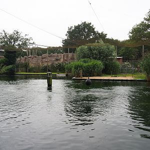 Wadden aviary with Harbor seals and Great cormorants, 2023-08-17