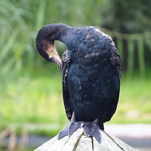 Eurasian great cormorant (Phalacrocorax carbo sinensis), 2023-08-17