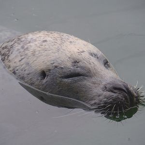 Eastern Atlantic harbor seal (Phoca vitulina vitulina), 2023-08-17