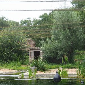 Grey crowned crane and Southern ground hornbill aviary, 2023-08-17