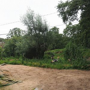 Grey crowned crane and Southern ground hornbill aviary, 2023-08-17