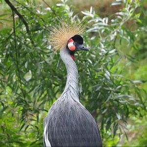 Grey crowned crane (Balearica regulorum), 2023-08-17