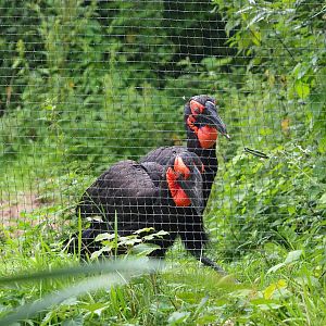 Southern ground hornbills (Bucorvus leadbeateri), 2023-08-17