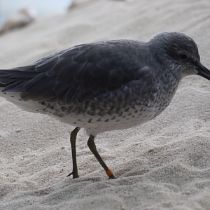 ID Help - Monterey Bay Aquarium - Red Knot?