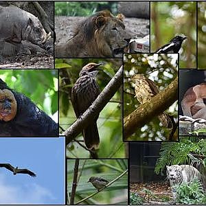 Wildlife in Singapore Zoo | Birding, Wildlife Watching, Captive Species [Video taken March 17 2024] - YouTube