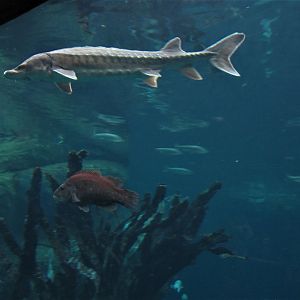 Sturgeon and friend