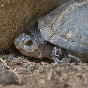 Mexican mud turtle (Kinosternon integrum)