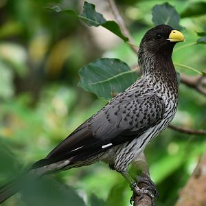 Western Plantain-eater