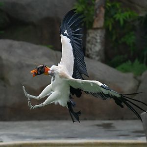 King Vulture