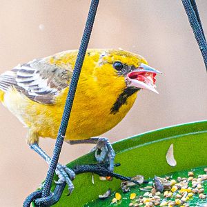 Junverile Male Bullock's Oriole