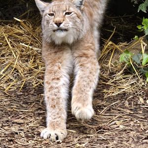 European lynx