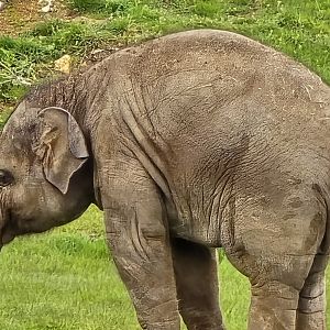 Asian elephant