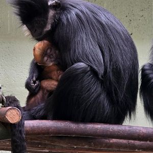 Francois' langur