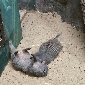 Banded Mongoose playtime (4/19/24)