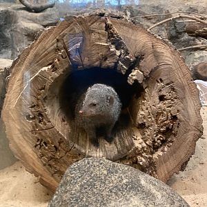 Mongoose in a log (4/19/24)