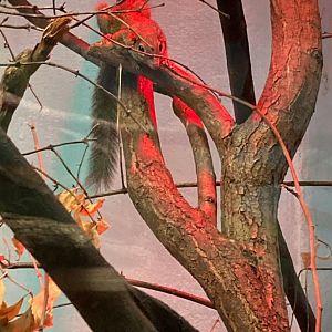 Northern Tree Shrew (4/19/24)