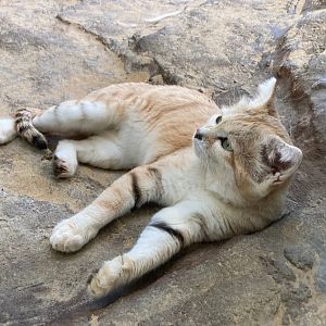 Sand Cat (4/19/24)