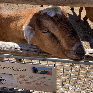 Weird Goat Mix I've never seen (4/19/24)