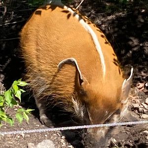 Red River Hog (4/19/24)