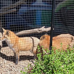 Red Foxes (4/19/24)