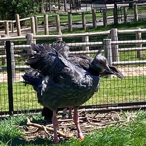 Southern Screamers seemingly building nest (4/19/24)