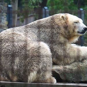 Polar bear (Ursus maritimus), 2023-08-17
