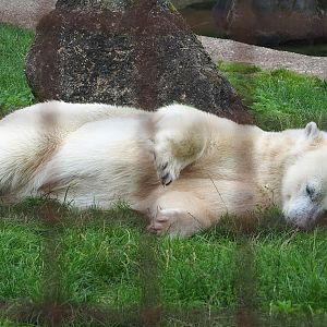 Polar bear (Ursus maritimus), 2023-08-17