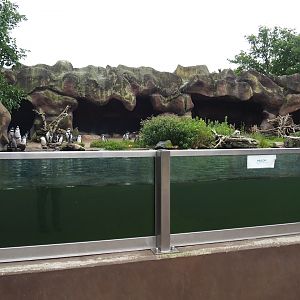 Humboldt penguin exhibit, 2023-08-17