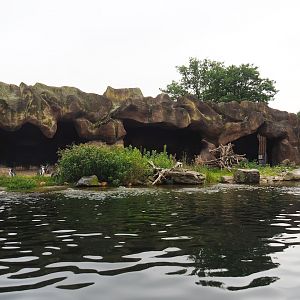 Humboldt penguin exhibit, 2023-08-17