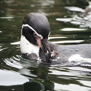 Humboldt penguin (Spheniscus humboldti), 2023-08-17