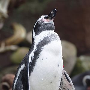 Humboldt penguin (Spheniscus humboldti), 2023-08-17