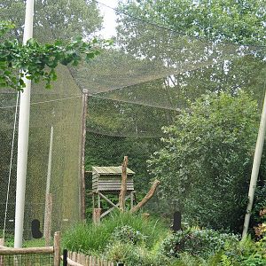 Bateleur aviary, 2023-08-17