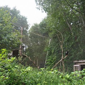 Bateleur aviary, 2023-08-17