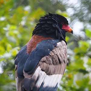 Bateleur (Terathopius ecaudatus), 2023-08-17