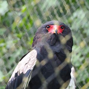 Bateleur (Terathopius ecaudatus), 2023-08-17