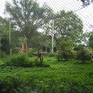 Saddle-billed stork aviary, 2023-08-17