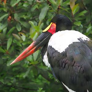 Saddle-billed stork (Ephippiorhynchus senegalensis), 2023-08-17