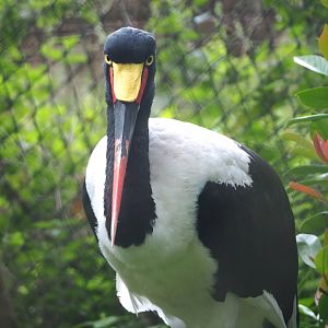 Saddle-billed stork (Ephippiorhynchus senegalensis), 2023-08-17