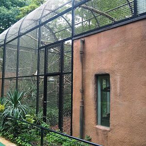 Moluccan cockatoo aviary, 2023-08-17