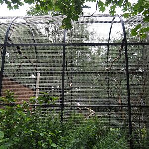 Moluccan cockatoo aviary, 2023-08-17