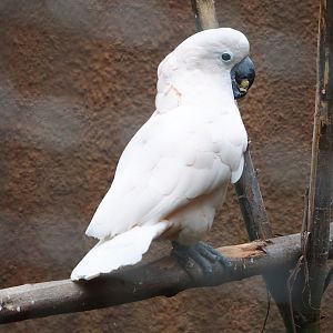 Moluccan cocaktoo (Cacatua moluccensis), 2023-08-17