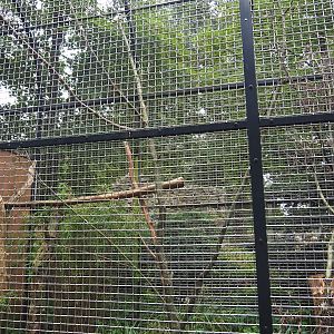 Hyacinth macaw aviary, 2023-08-17
