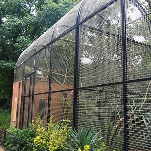 Hyacinth macaw aviary, 2023-08-17