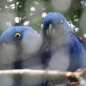 Hyacinth macaw (Anodorhynchus hyacinthinus), 2023-08-17