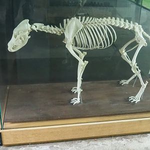 Sun bear skeleton, 2023-08-17