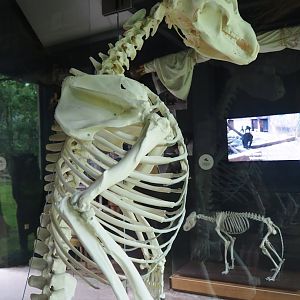 Brown bear skeleton, 2023-08-17