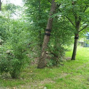 Sun bear exhibit, 2023-08-17